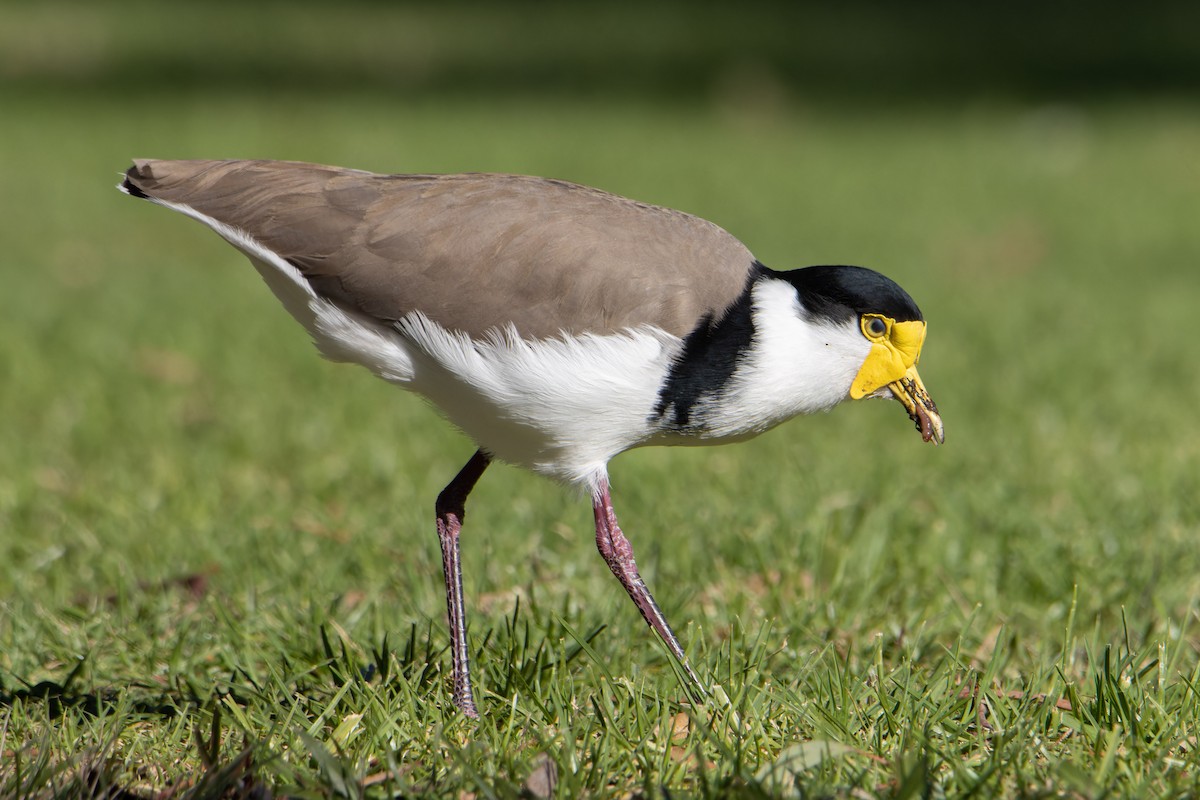 Masked Lapwing - ML638390646