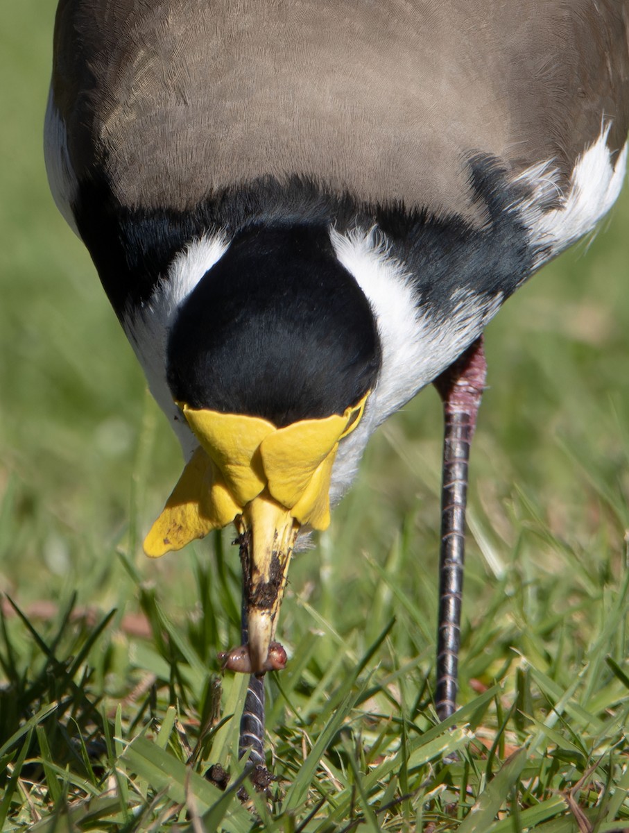 Masked Lapwing - ML638390647