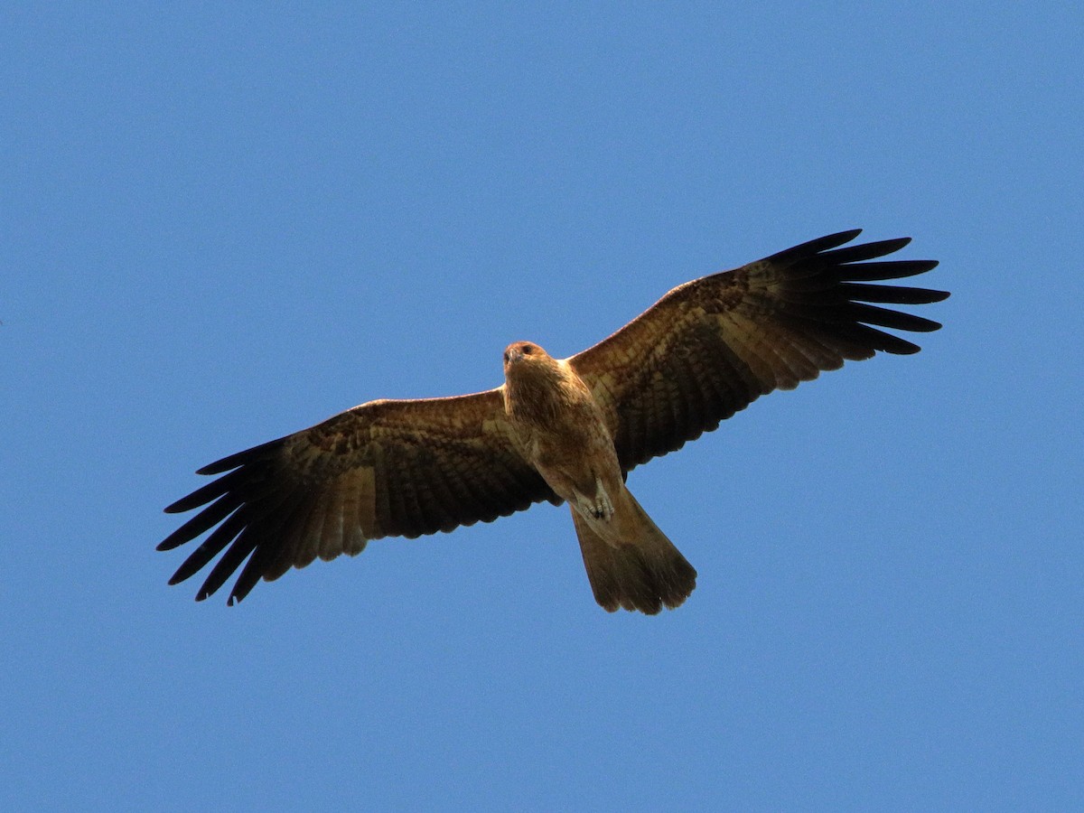 Islıkçı Çaylak - ML638390657