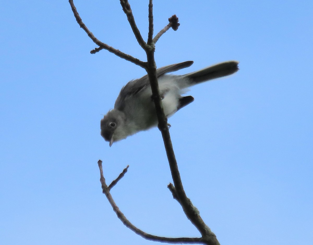 Gökrengi Bitkuşu - ML638390679