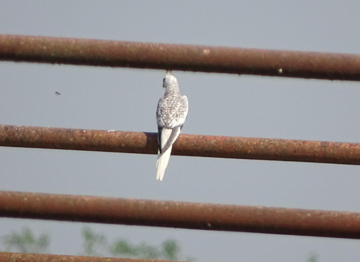 Cockatiel - ML638390685