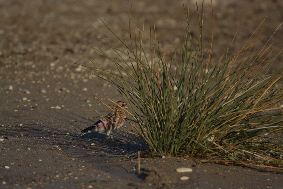 Crimson-winged Finch - ML638390693