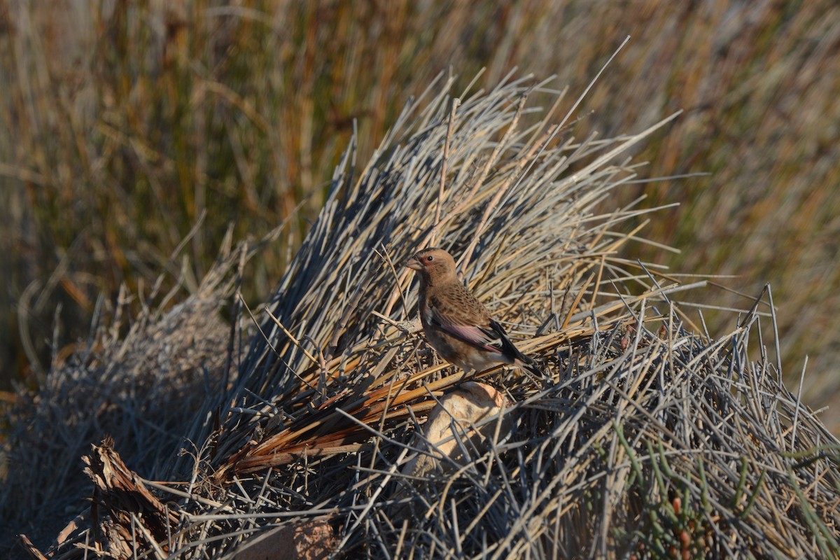 Crimson-winged Finch - ML638390694