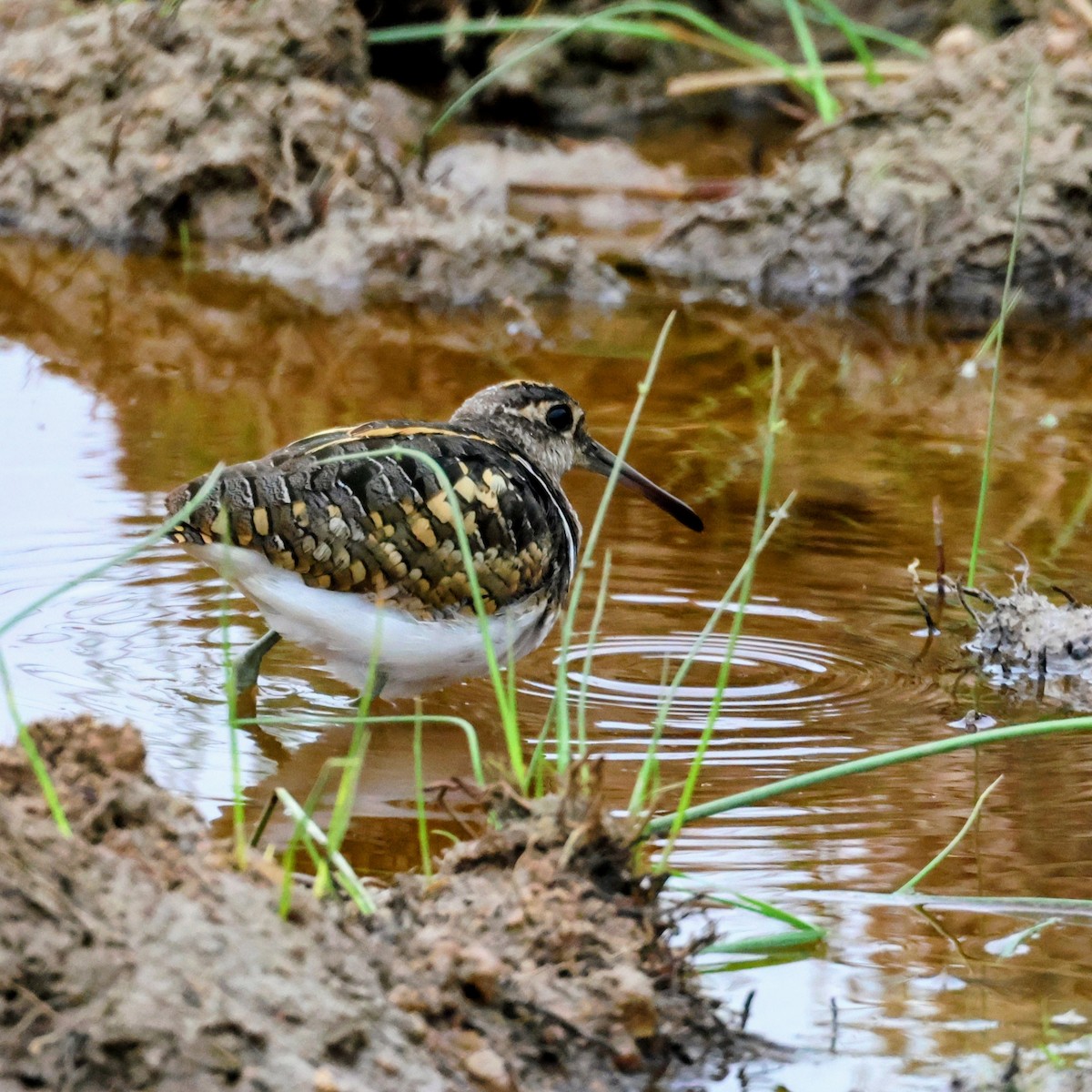 Greater Painted-Snipe - ML638390724