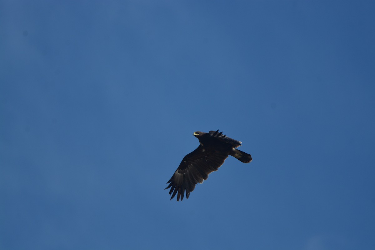 storskrikørn - ML638390725