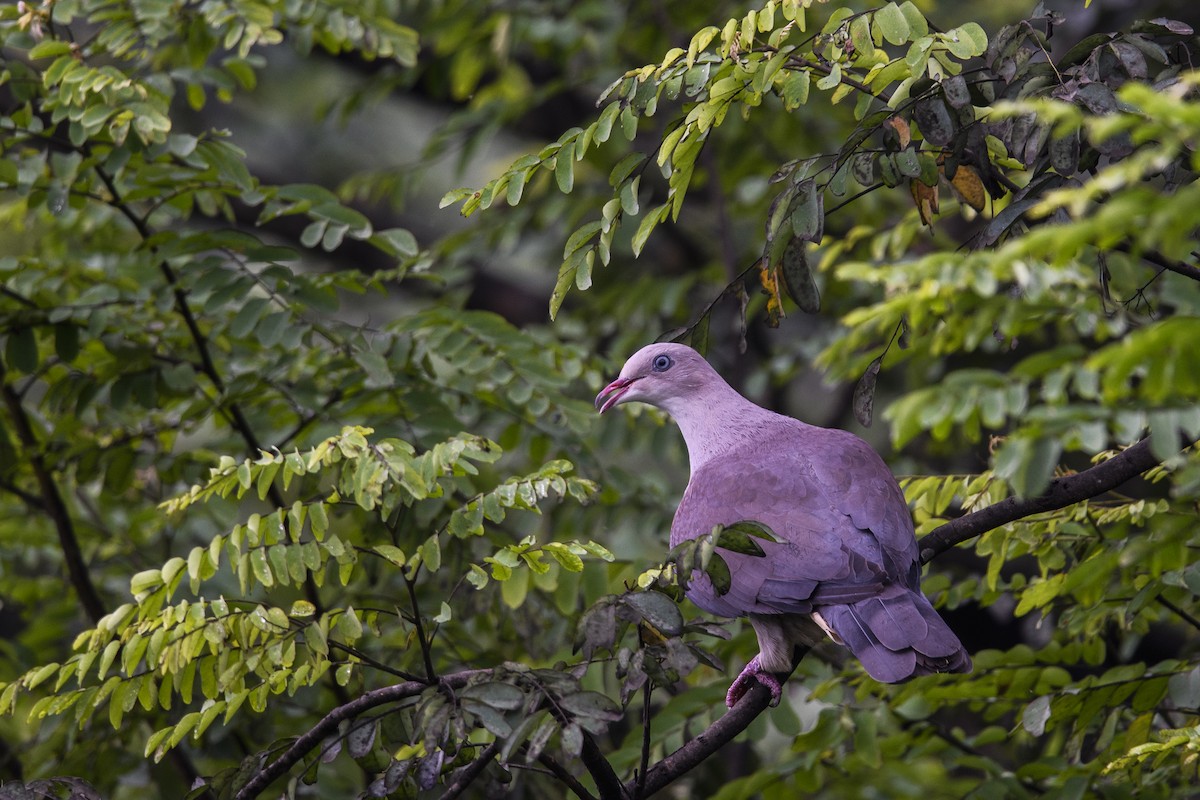 Mountain Imperial-Pigeon - ML638390748