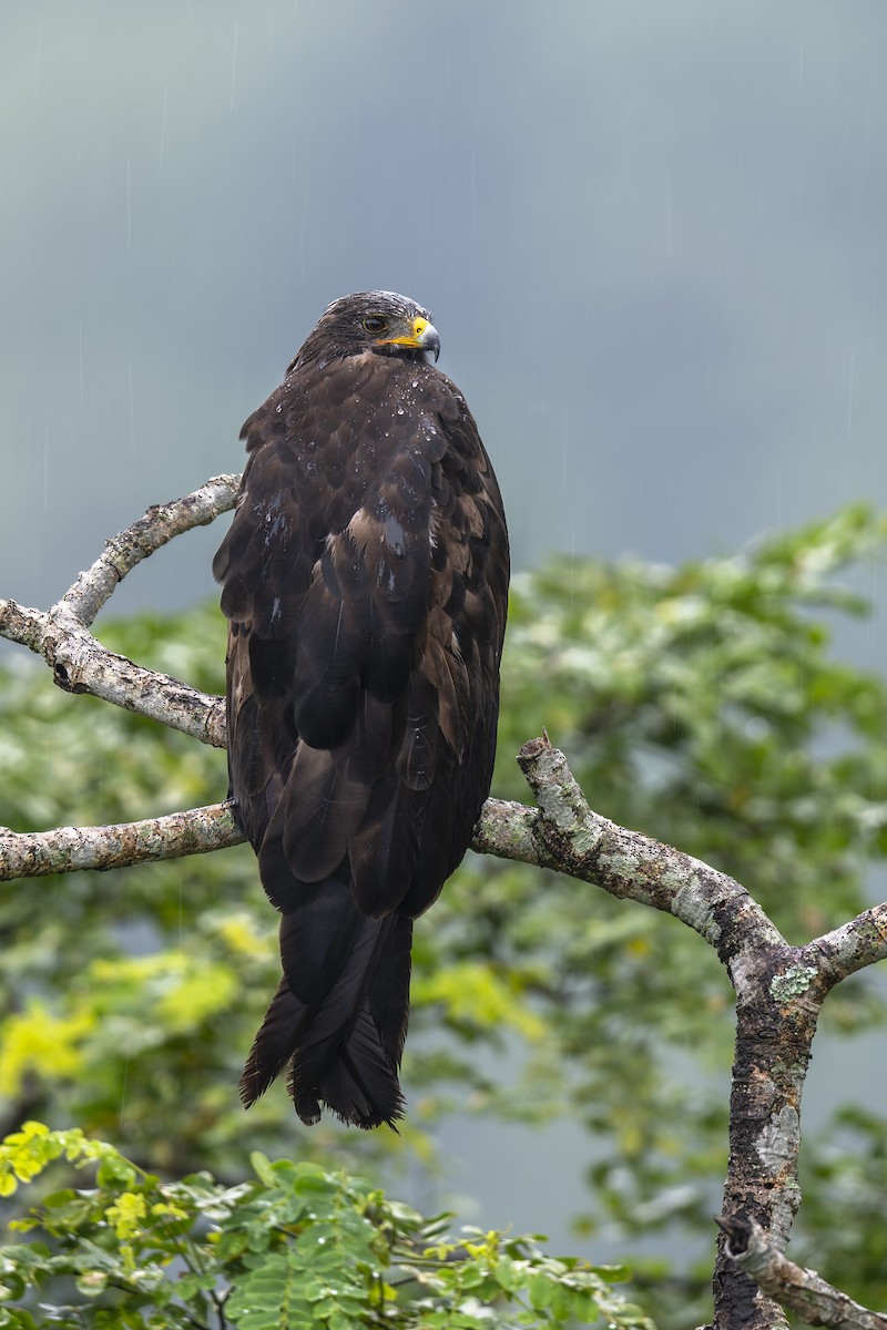 Black Eagle - ML638390755