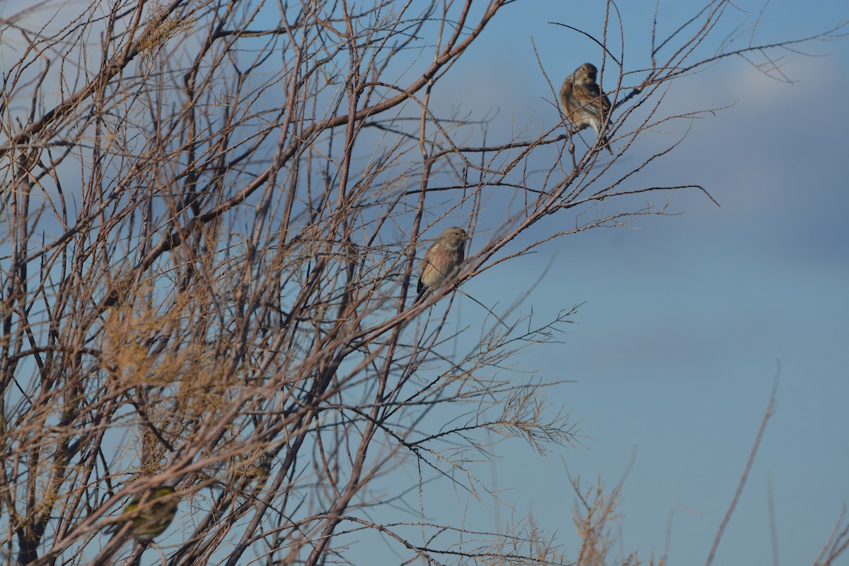 Eurasian Linnet - ML638390756