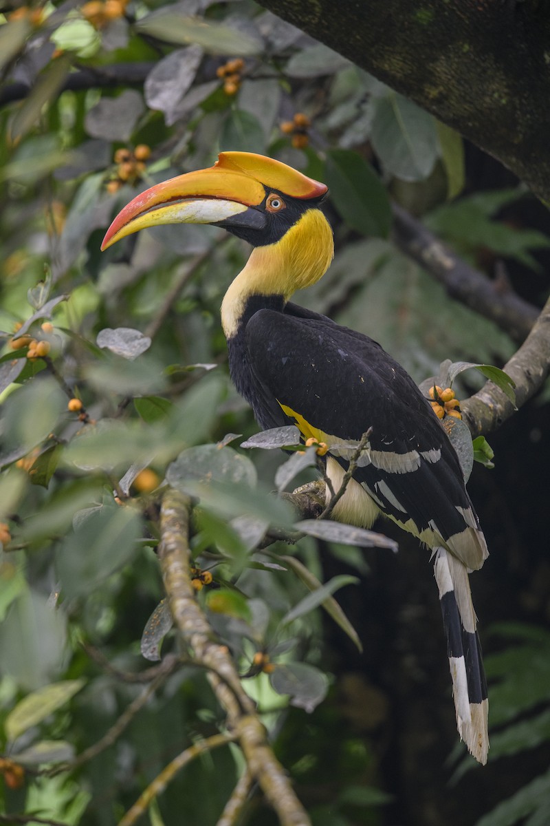 Great Hornbill - ML638390758