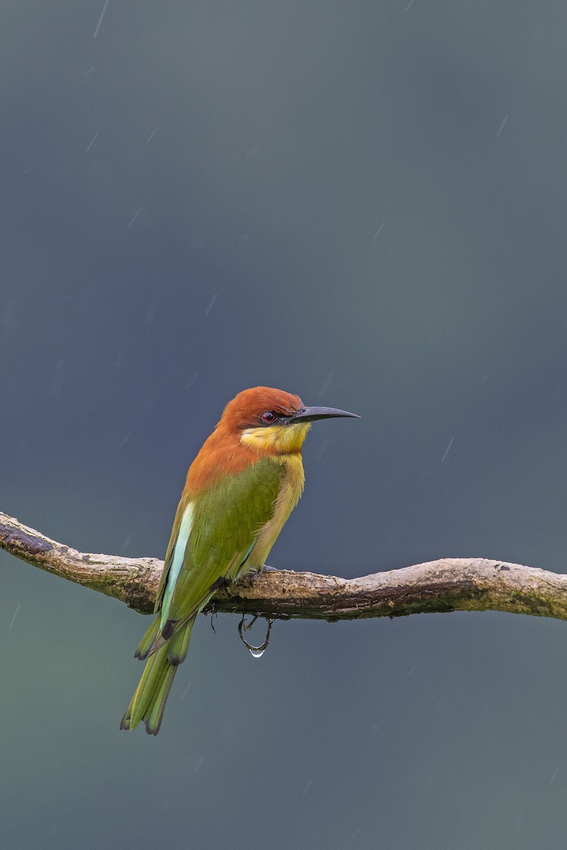 Chestnut-headed Bee-eater - ML638390760