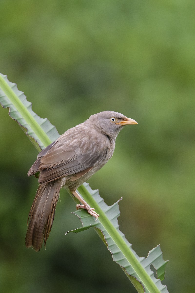 Jungle Babbler - ML638390762