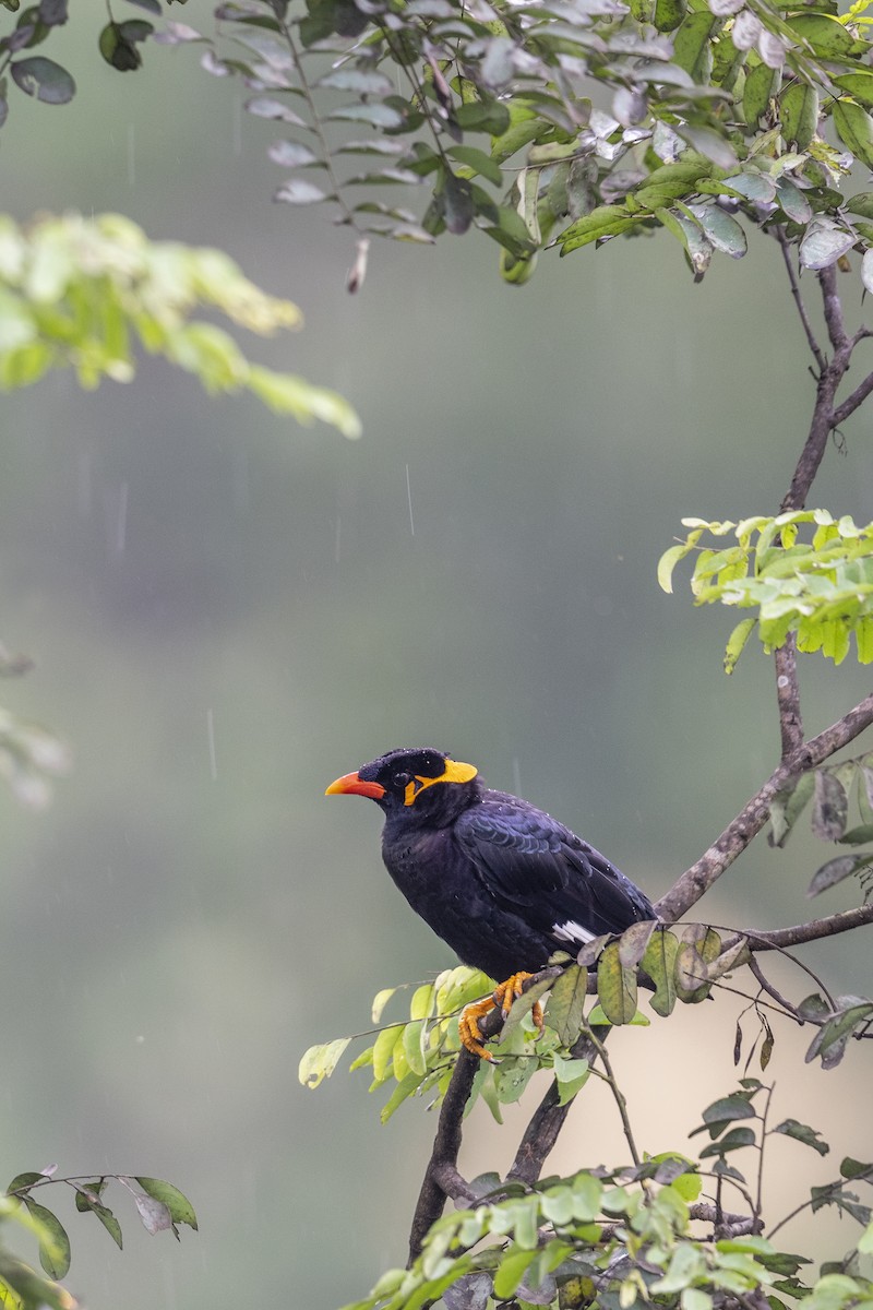 Common Hill Myna - ML638390764