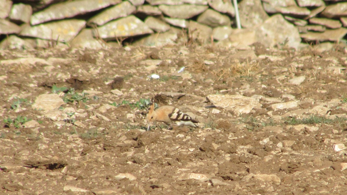 Eurasian Hoopoe - ML638390765