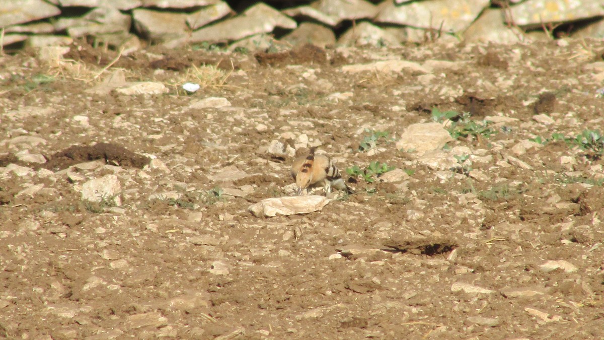 Eurasian Hoopoe - ML638390766