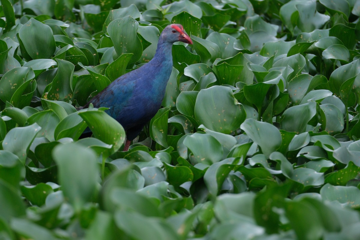 Gray-headed Swamphen - ML638390767