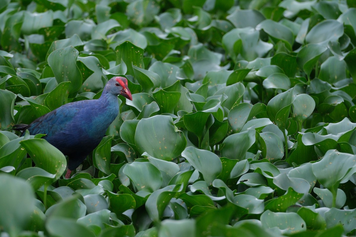 Gray-headed Swamphen - ML638390768