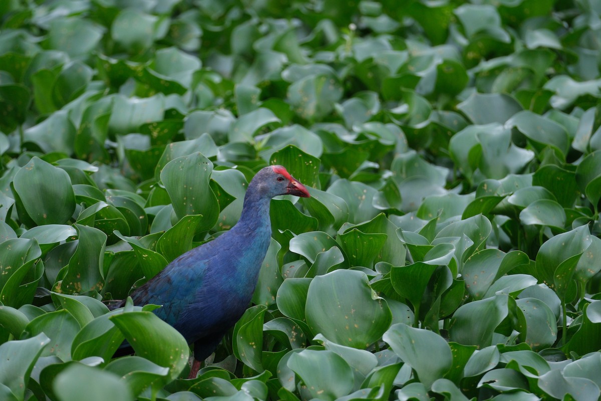 Gray-headed Swamphen - ML638390772