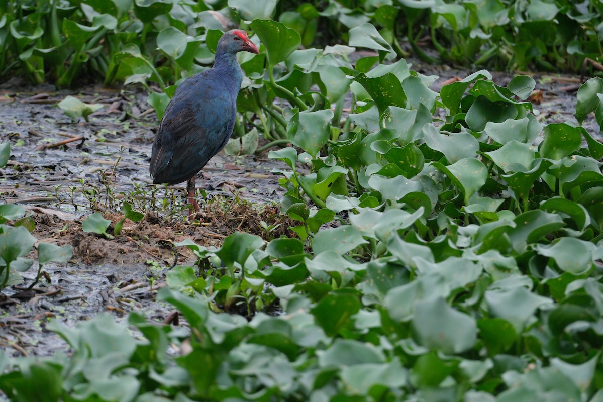 Gray-headed Swamphen - ML638390773