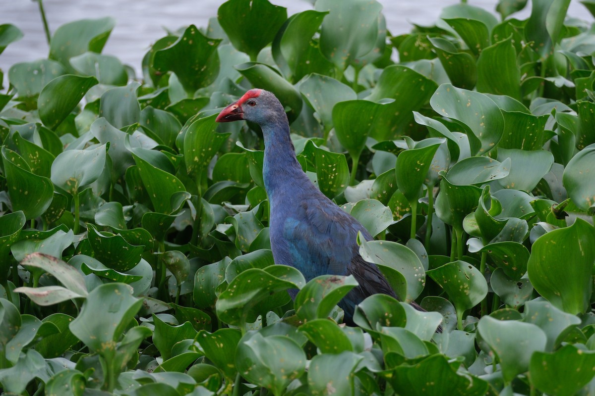Gray-headed Swamphen - ML638390774