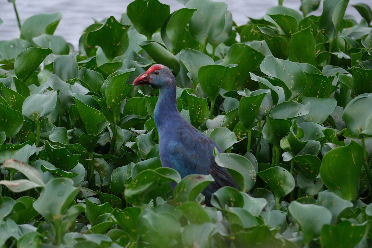 Gray-headed Swamphen - ML638390775