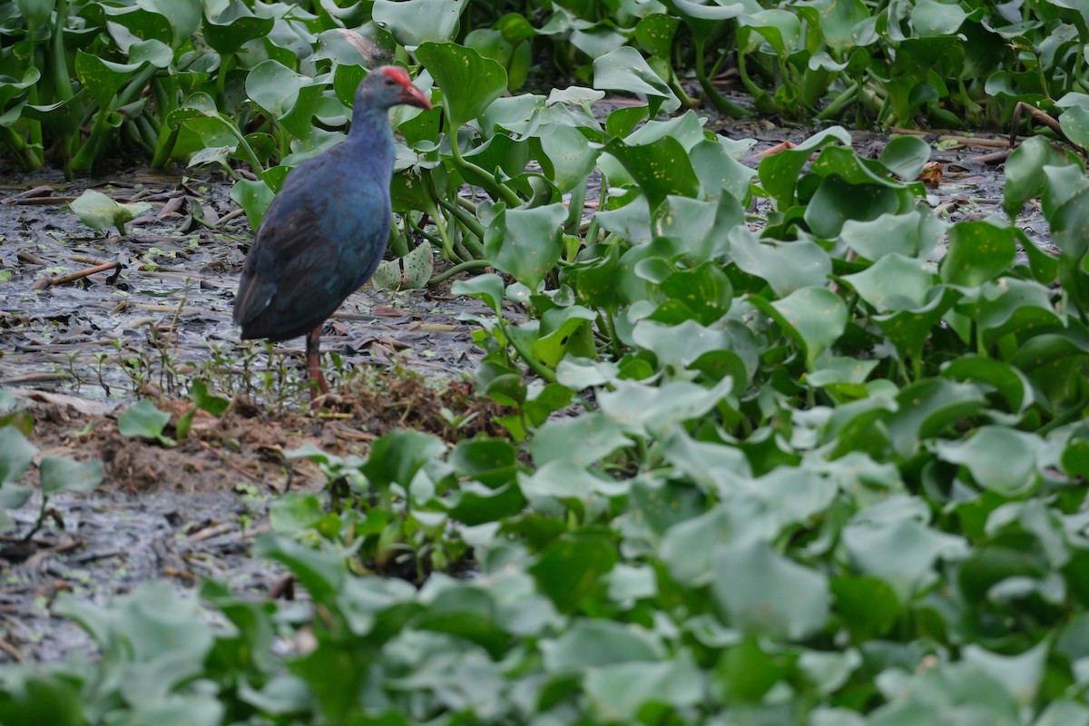 Gray-headed Swamphen - ML638390776
