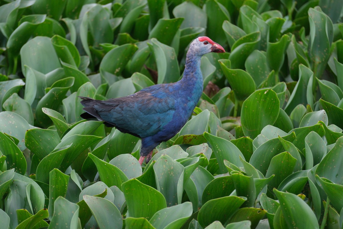 Gray-headed Swamphen - ML638390777
