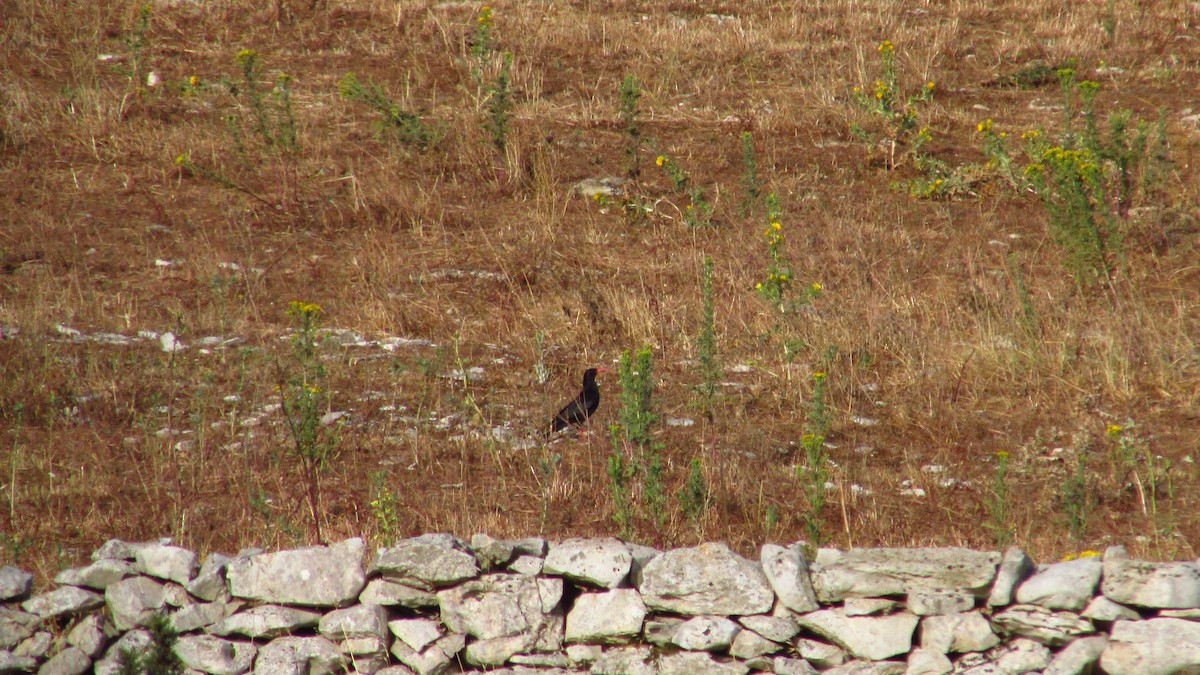 Red-billed Chough - ML638390778