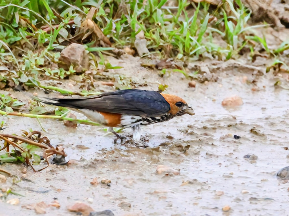 Lesser Striped Swallow - ML638390781