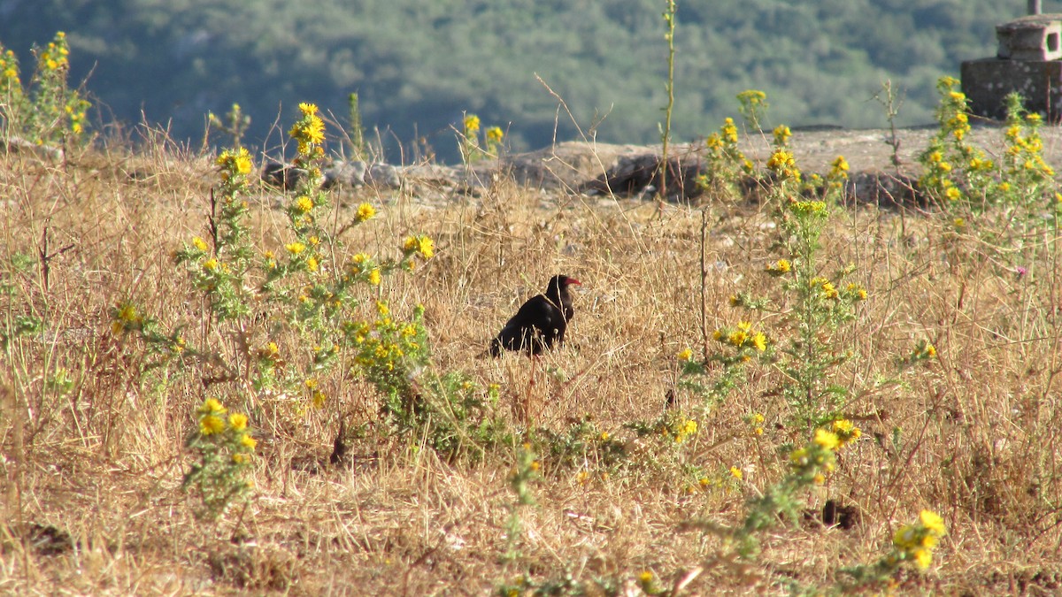 Red-billed Chough - ML638390783