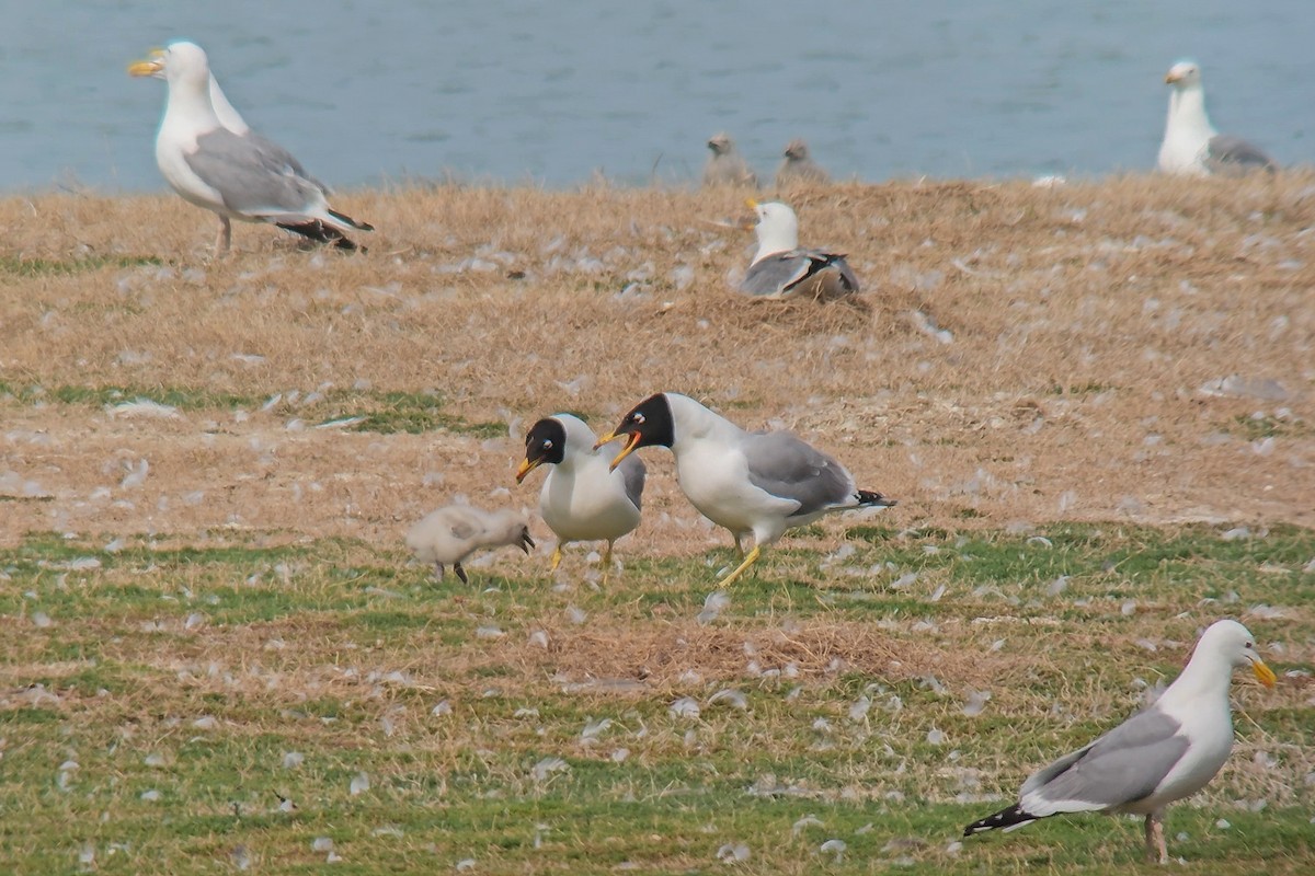 Pallas's Gull - ML638390784