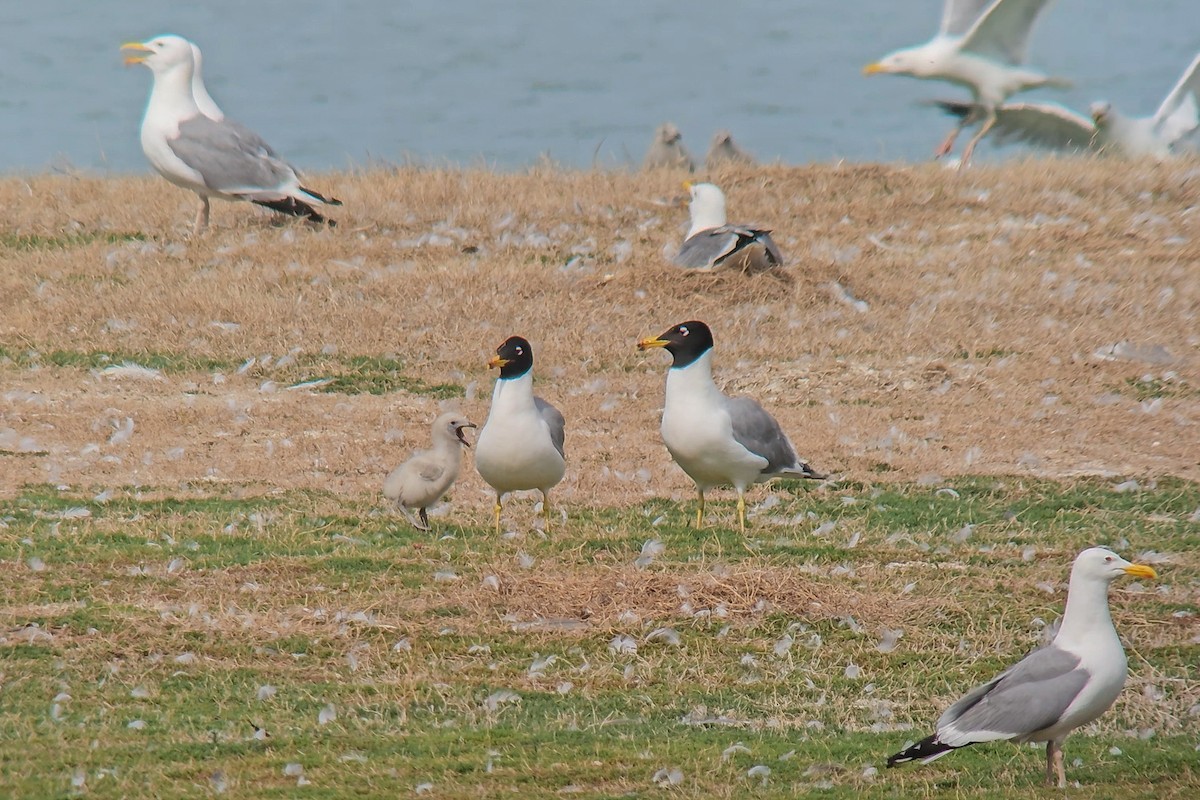 Pallas's Gull - ML638390785