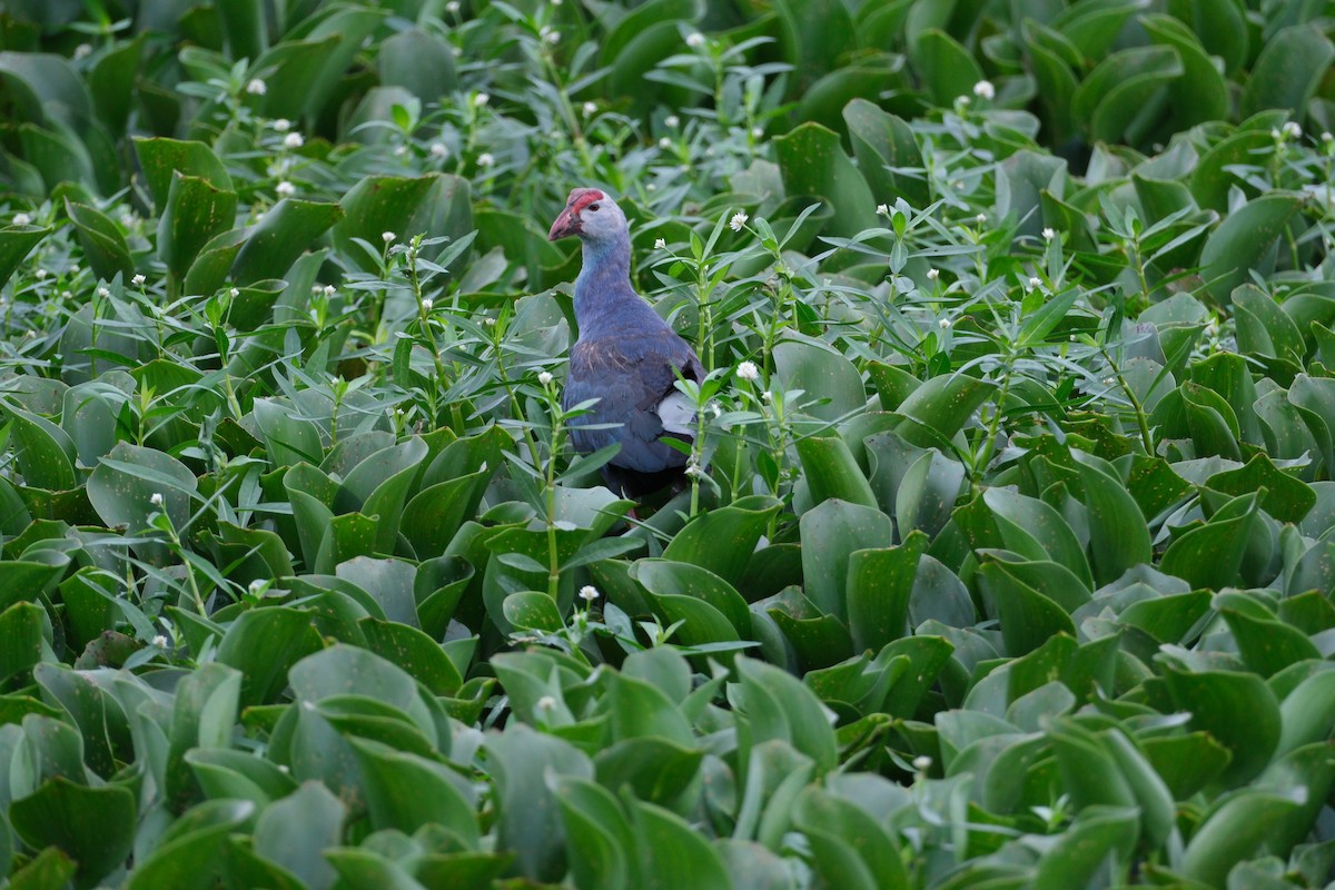 Gray-headed Swamphen - ML638390786