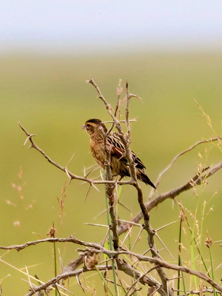 Pin-tailed Whydah - ML638390789