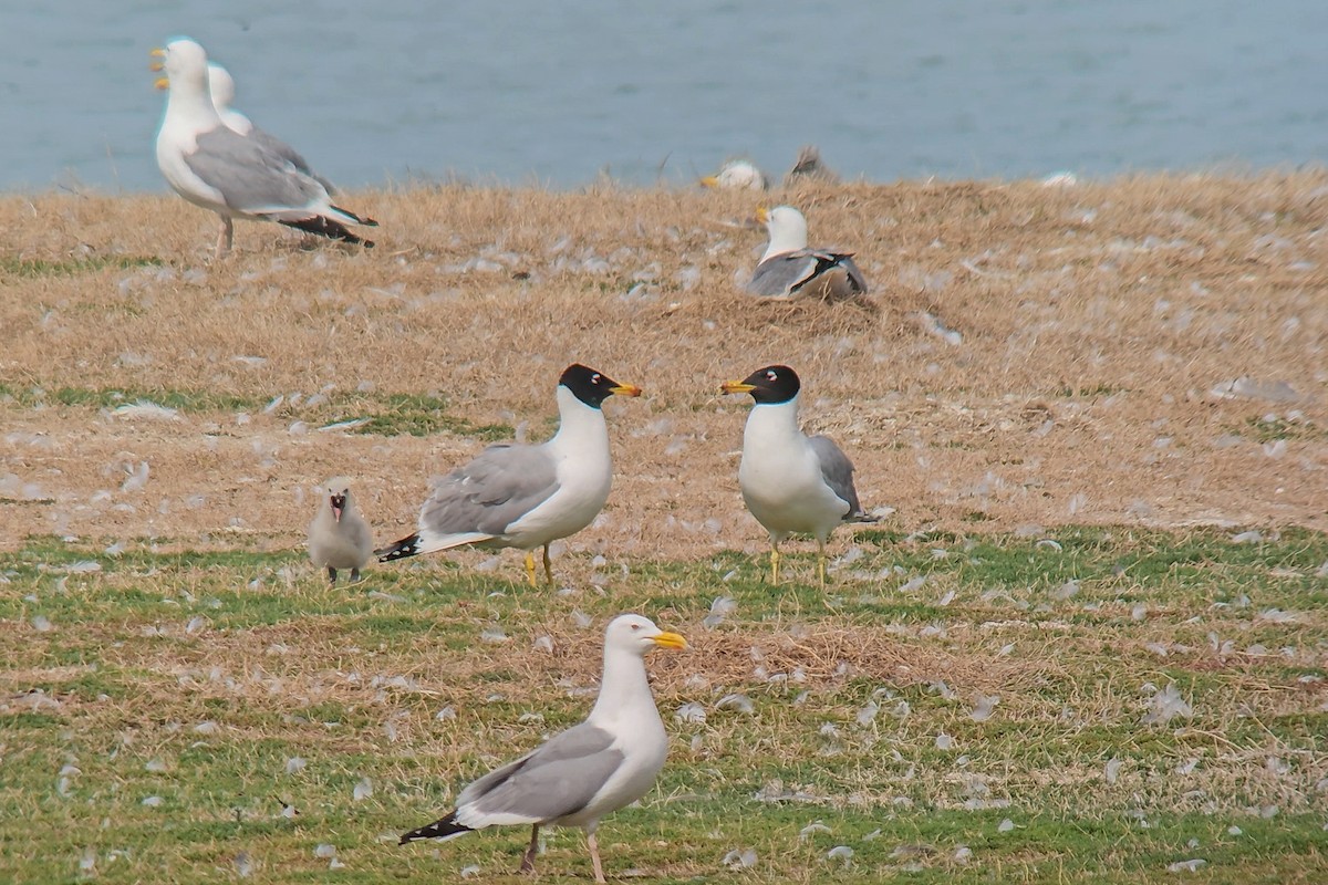 Pallas's Gull - ML638390790