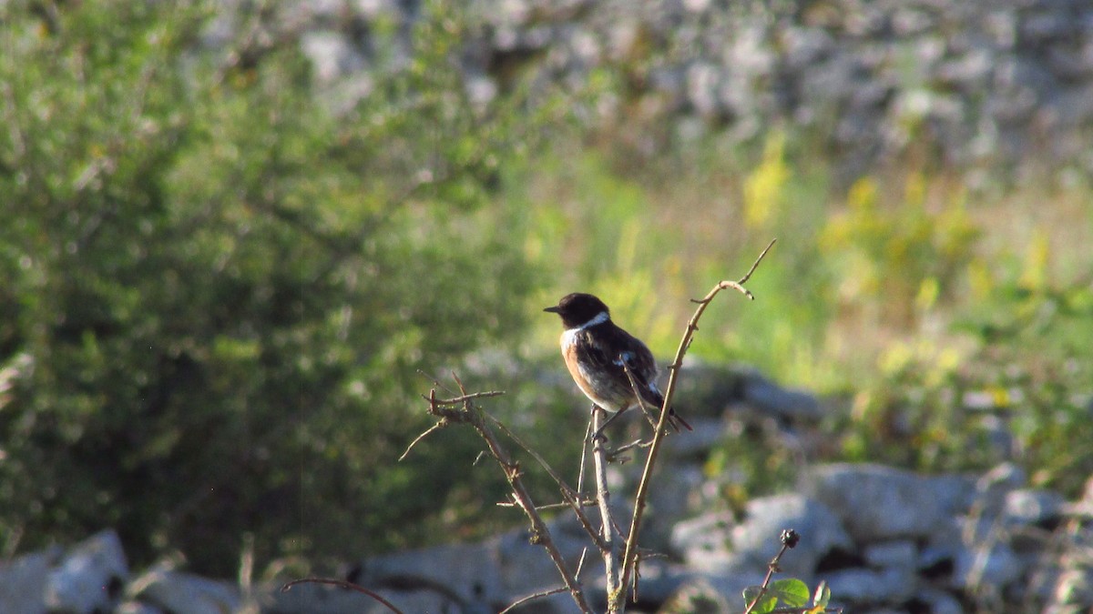 European Stonechat - ML638390791