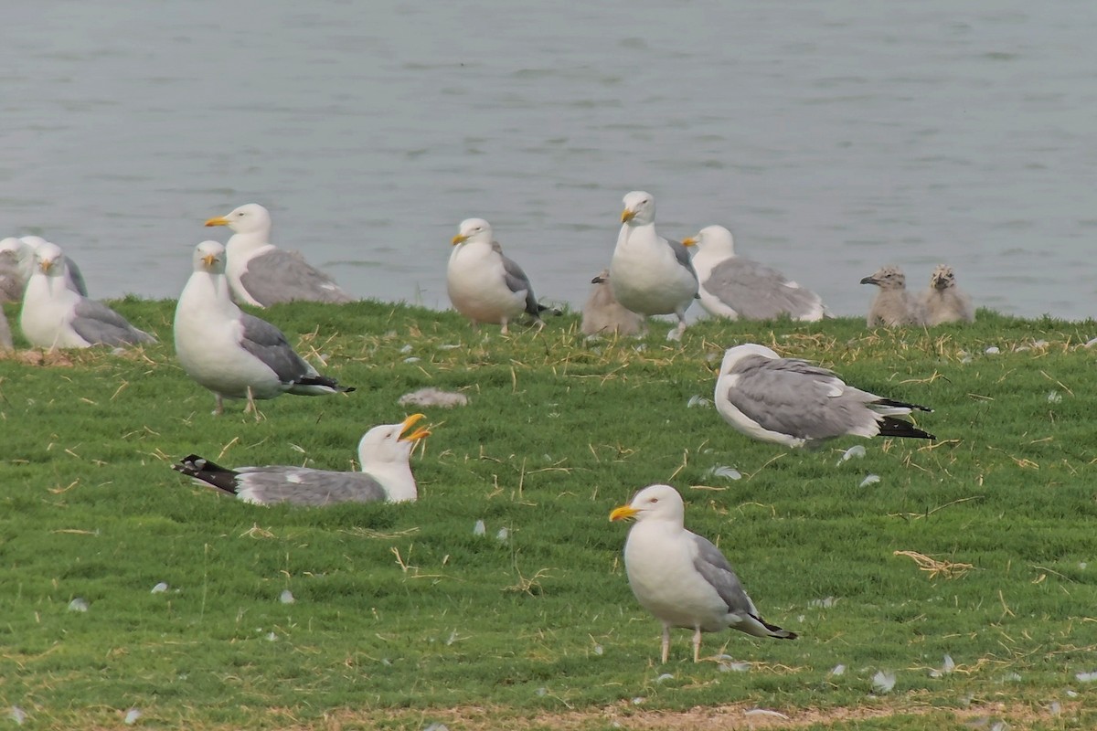 Mongolian Gull - ML638390792