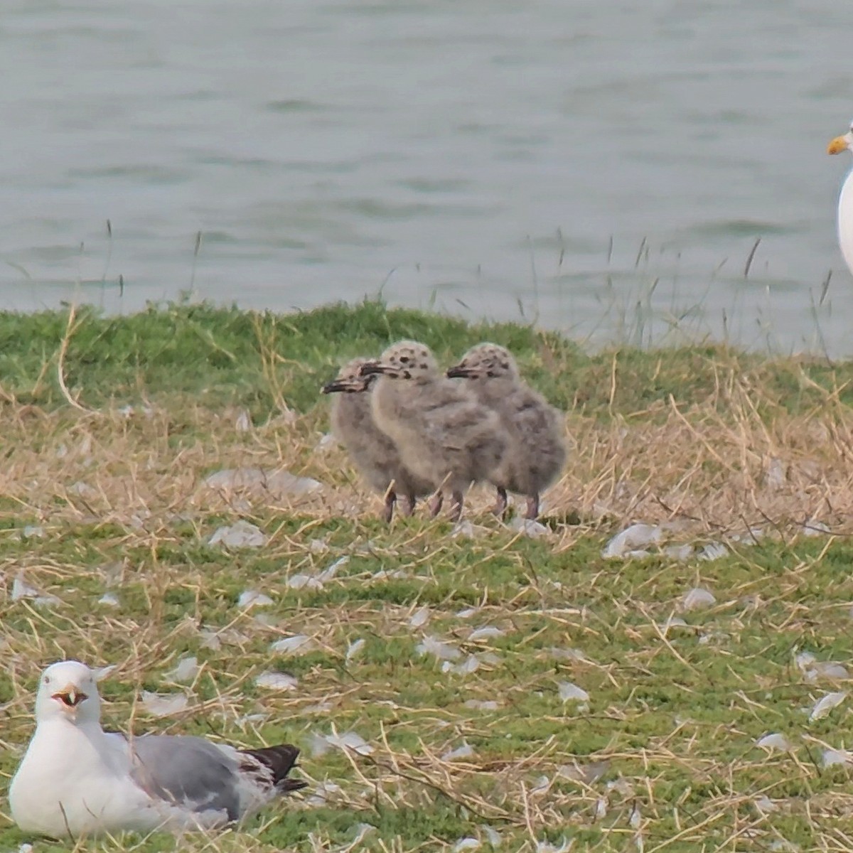 Mongolian Gull - ML638390793