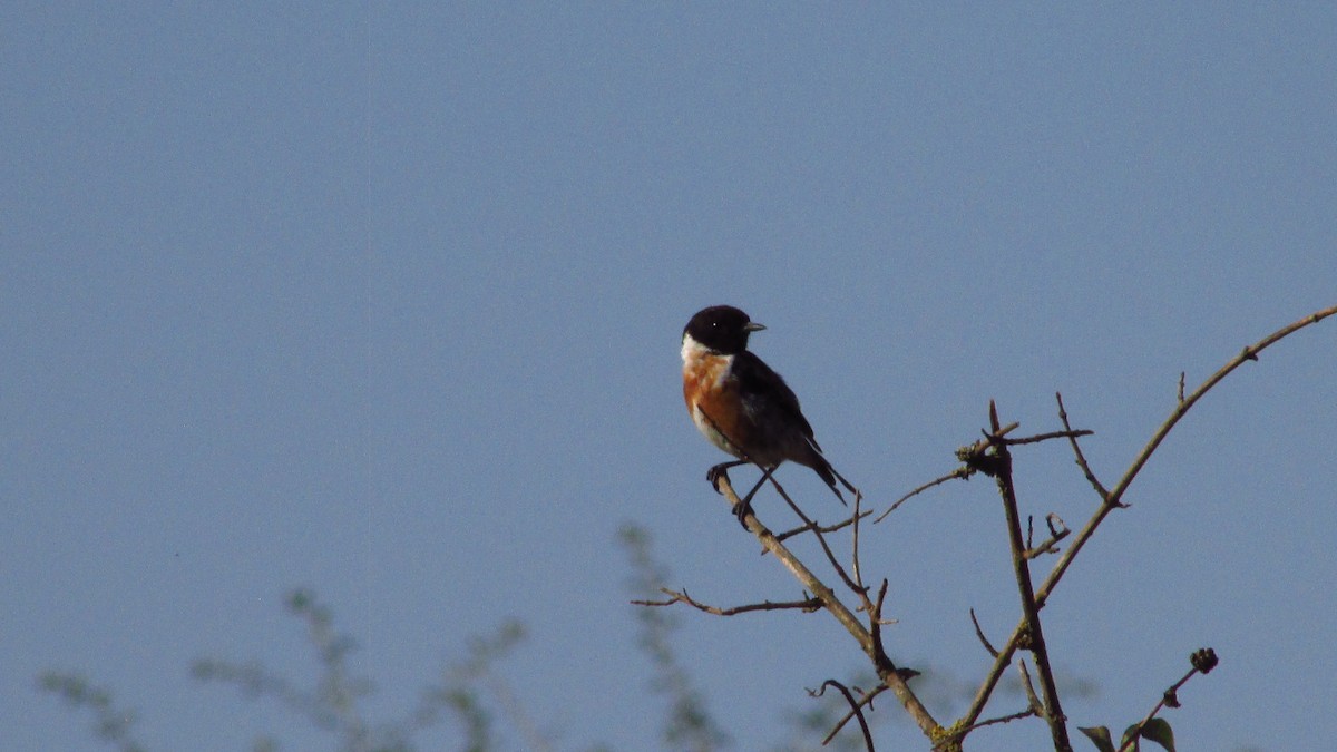 European Stonechat - ML638390794