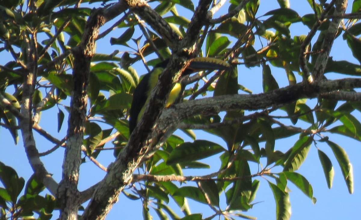 Lettered Aracari - ML638390795