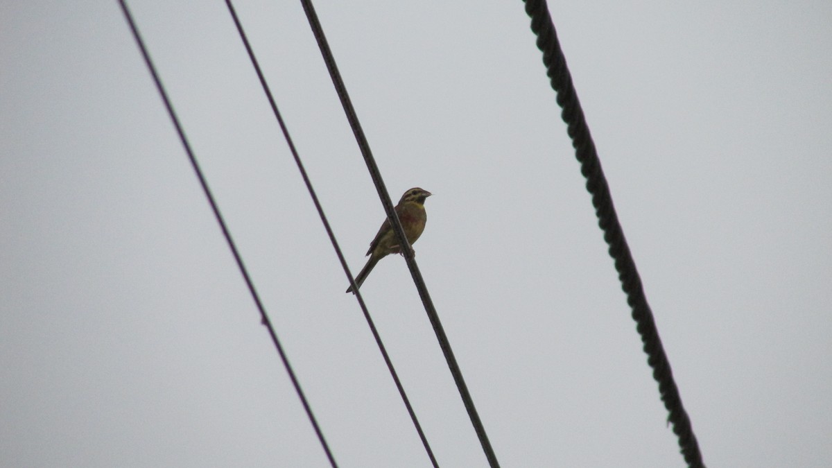 Cirl Bunting - ML638390797