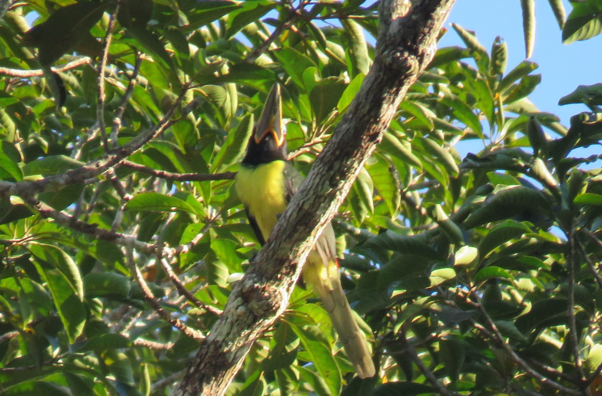 Lettered Aracari - ML638390799