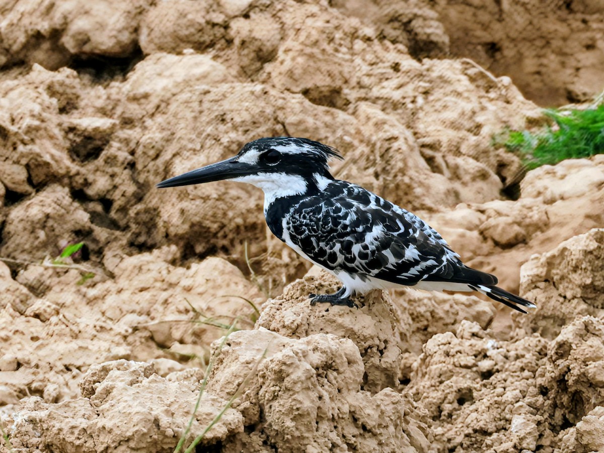 Pied Kingfisher - ML638390818