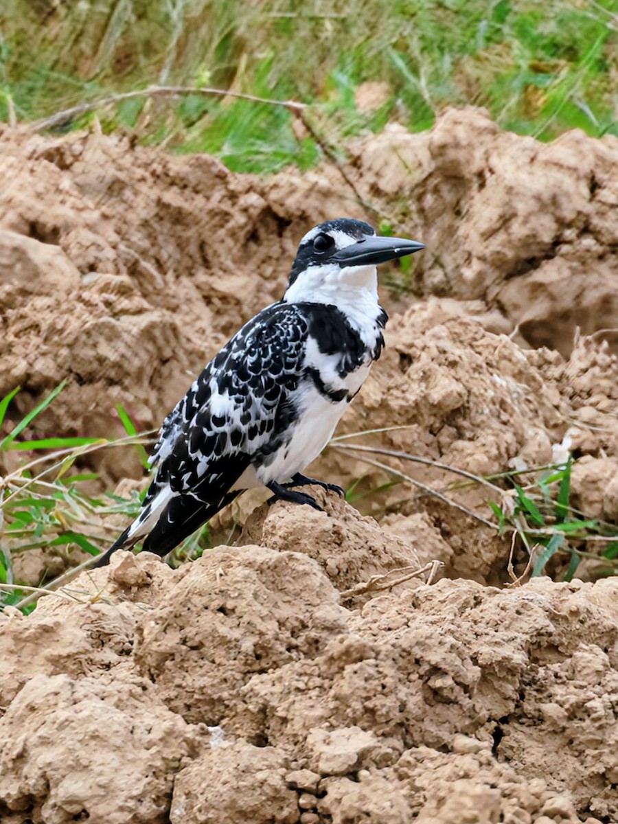 Pied Kingfisher - ML638390819