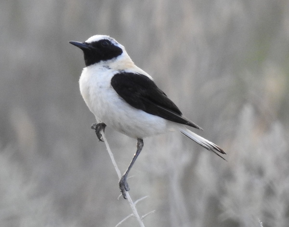 Western Black-eared Wheatear - ML638390821