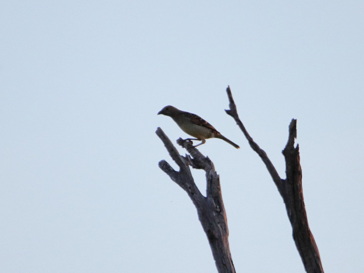 Spotted Bowerbird - ML638390844