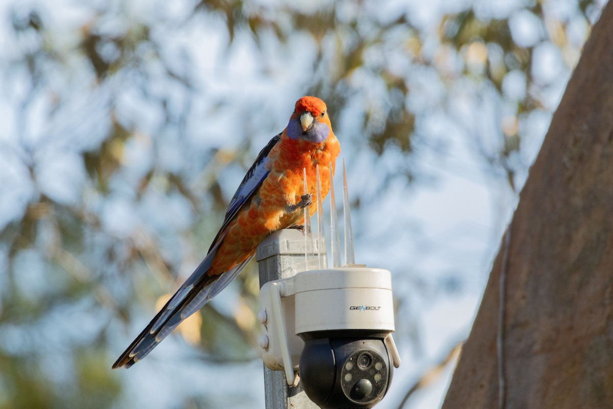 Crimson Rosella - ML638390849