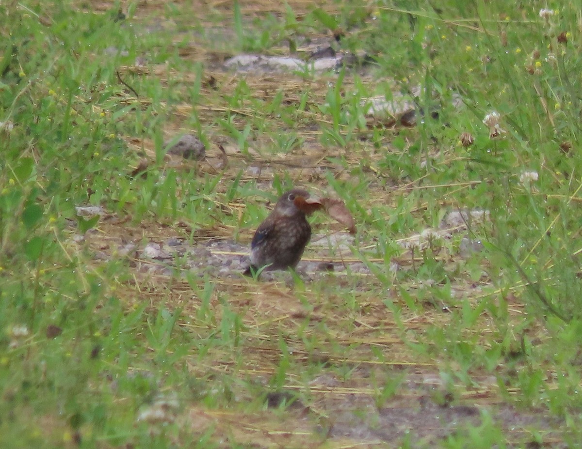 Eastern Bluebird - ML638390870