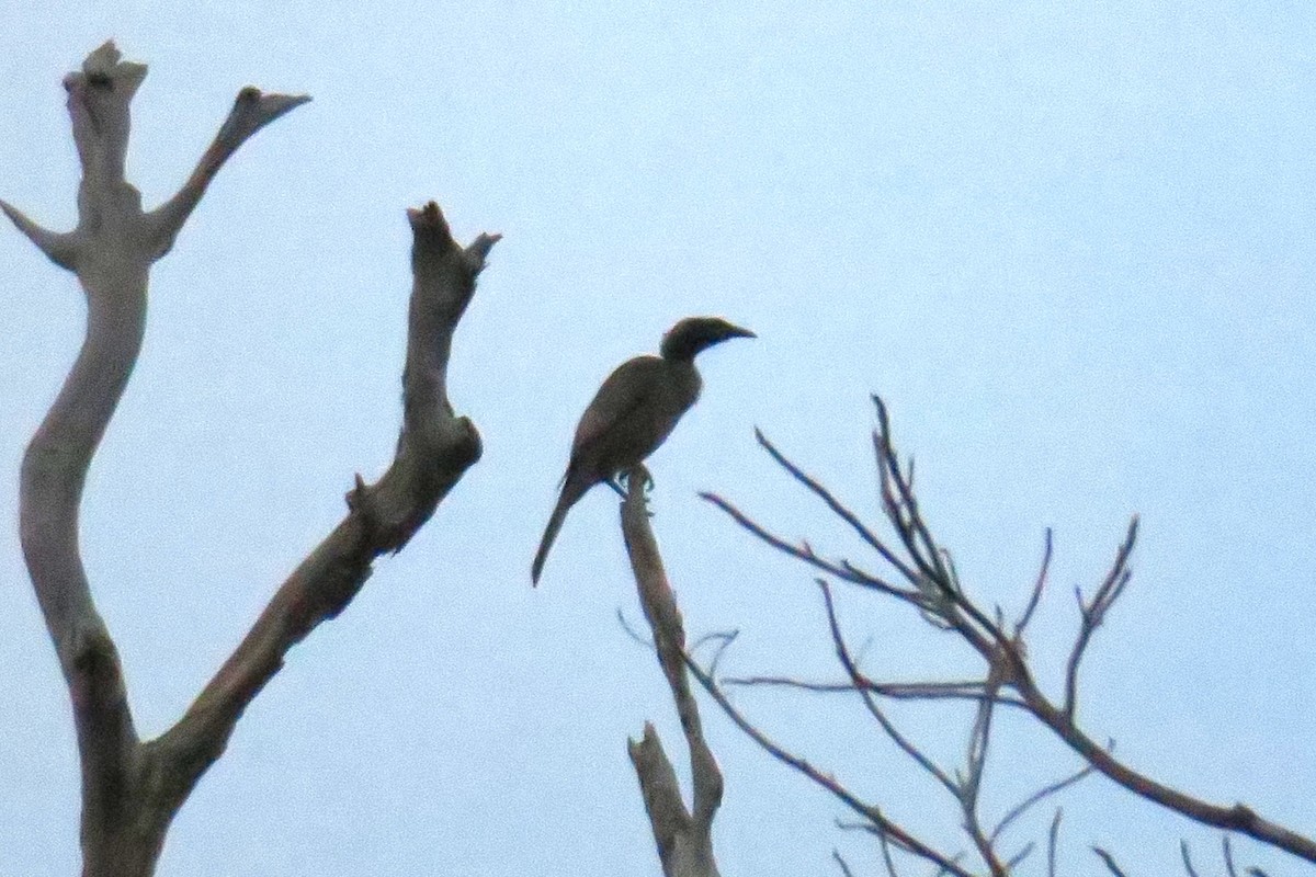 Helmeted Friarbird - ML638390875