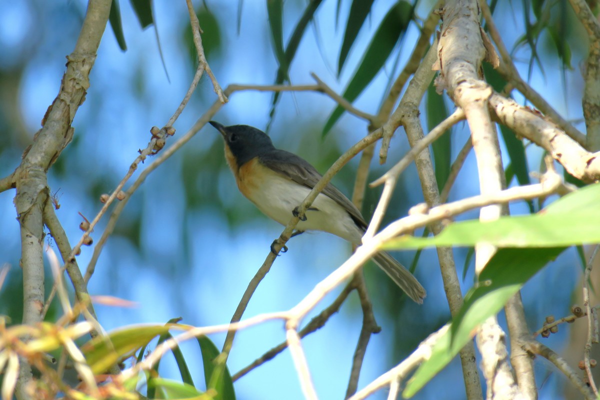 Leaden Flycatcher - ML638390880