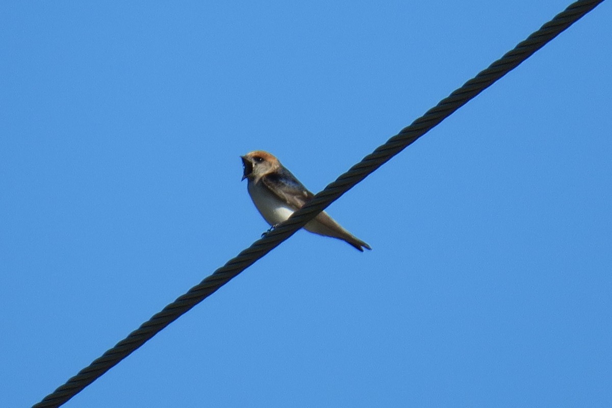 Fairy Martin - ML638390881